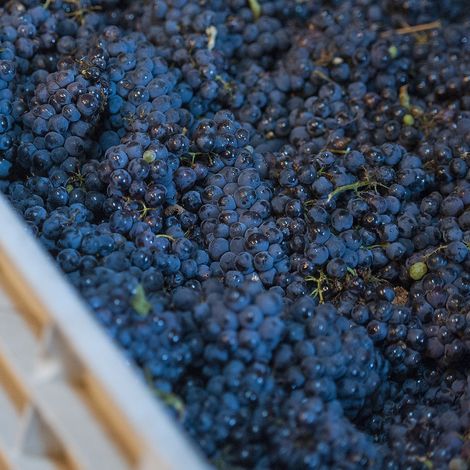 Bodega Cruzat - Product