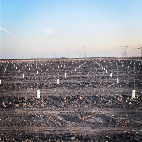 Morada Produce - Plantation