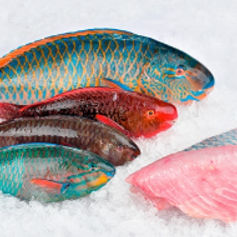 parrot fish