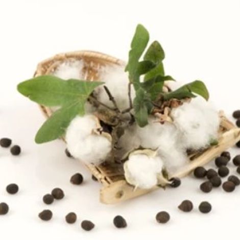 Cotton Seeds