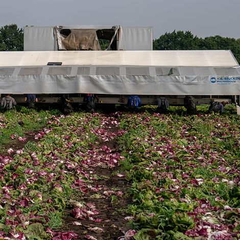 Beckedorf Fresh Vegetables - Harvesting