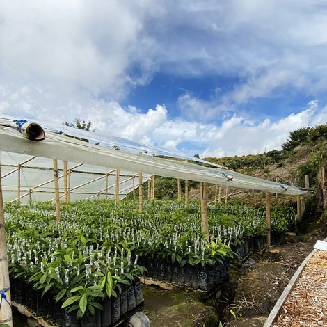 VIVERO