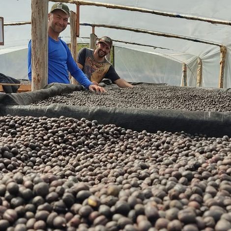 Traditional Green Coffee Beans from Brazil