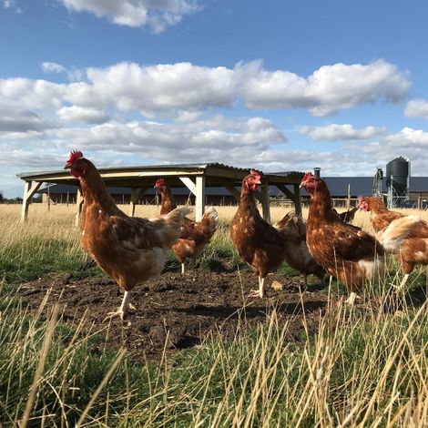 Bird Bros Ltd - Chickens
