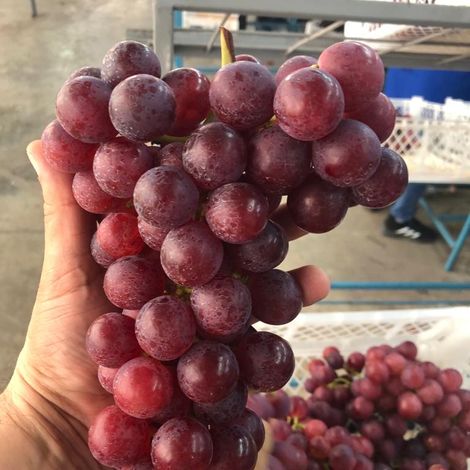 Seedless red Grapes