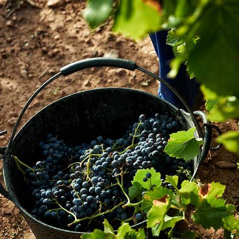 Bodegas Ainzón