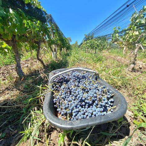 Benegas_Wine_Harvest