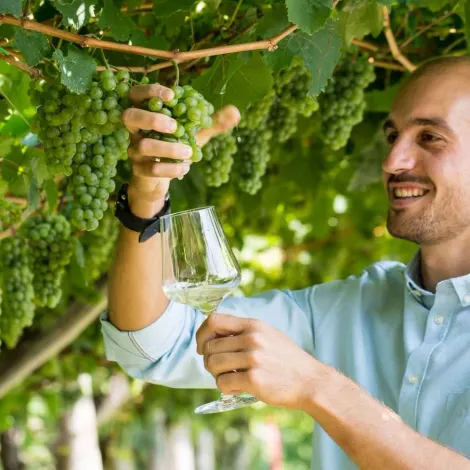 Grapes