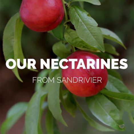 Nectarines-link-01.jpg