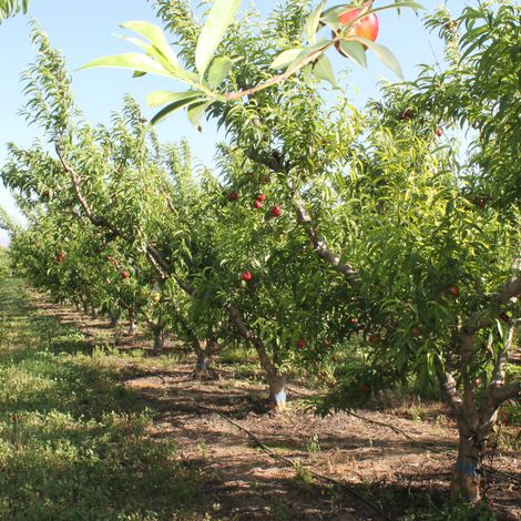 Domaines Agricoles BENZIT