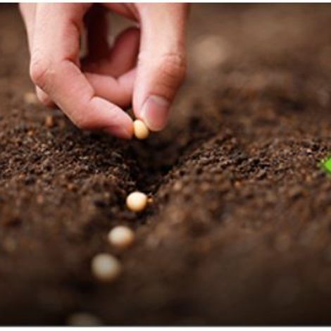 Seeding