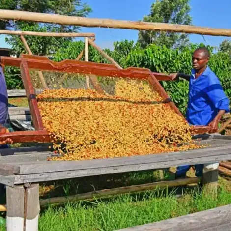 Kingha Coffee Company