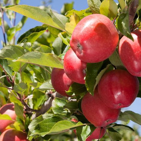 Te Mata Exports
