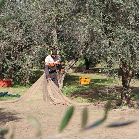 Olives Harvesting