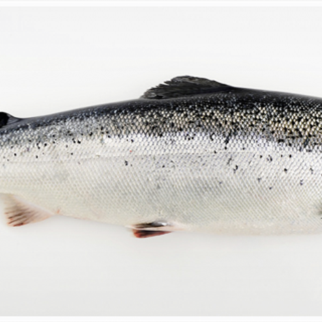 salmon.png