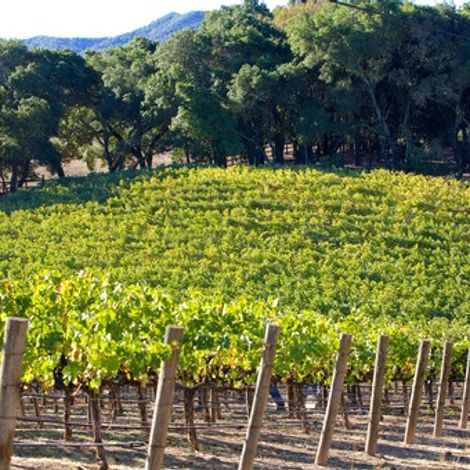 Silver Stag Winery_Wines_Vineyards