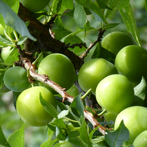 FIRST CLASS OF FRUIT TREE PRODUCTION & MARKETING HAIN YI HSIANG,NAN-TOU COUNTY - Plums