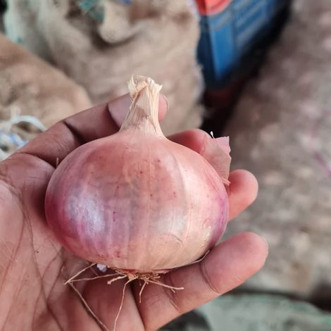 onion 1.jpg