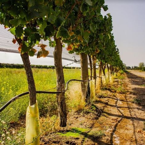 Antonio Mas Wines - Vineyard