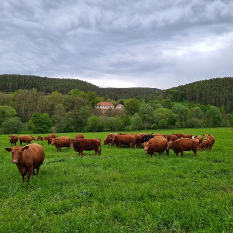 German Angus Herd