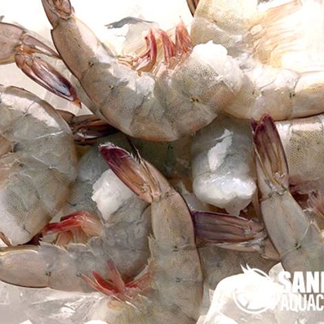 Headless Vannamei Prawns