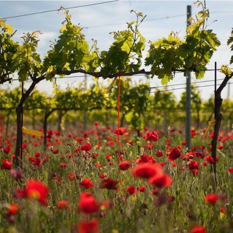 Bodegas Licinia