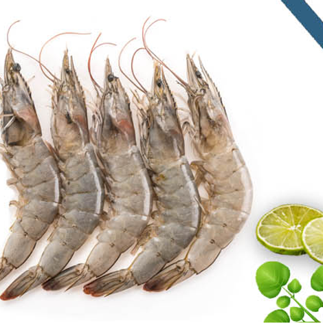 ABM Marine Product