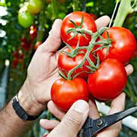 Hagdorn Tomaten