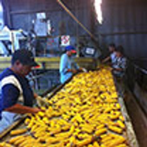 Seed Solutions Limited