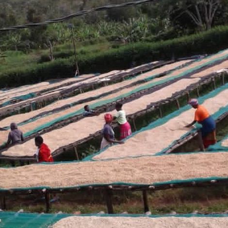 JURU Coffee - Farm