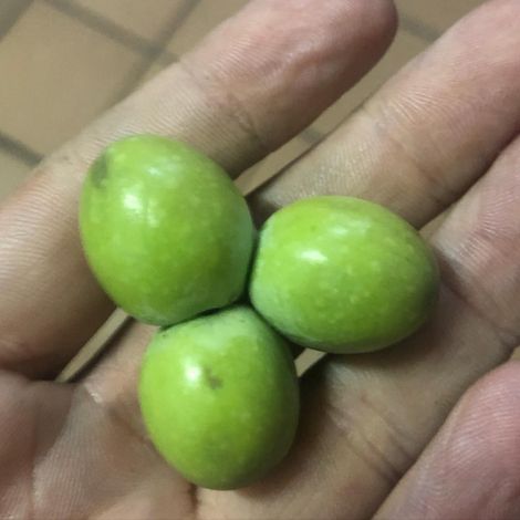 ORO DEL DESIERTO - Olives