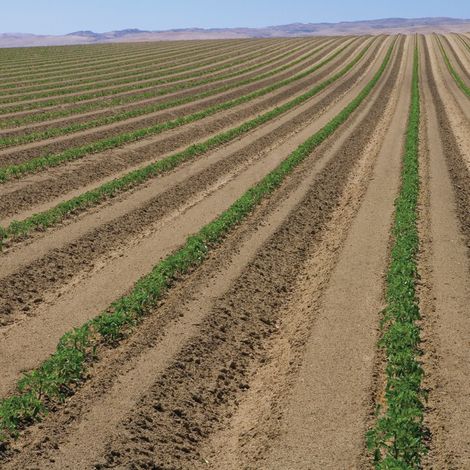 Los Gatos Tomato Products, LLC