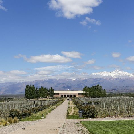 archaval vines 4.jpg