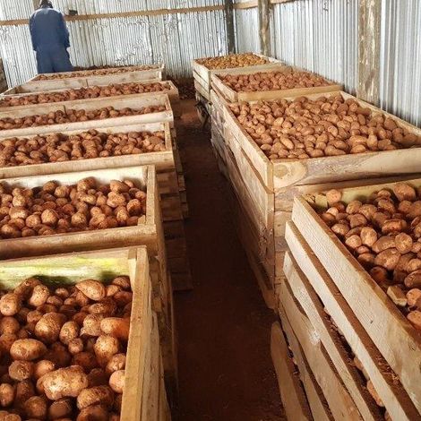 Crop Bioscience Solutions Ltd - Sweet Potatoes