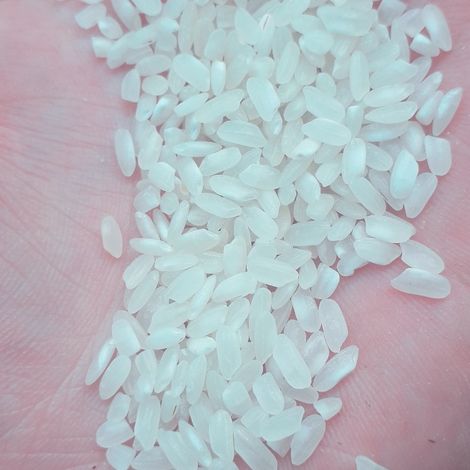 japonica rice