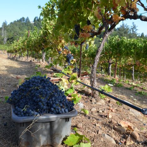 Keenan Winery_Wine_Vineyard