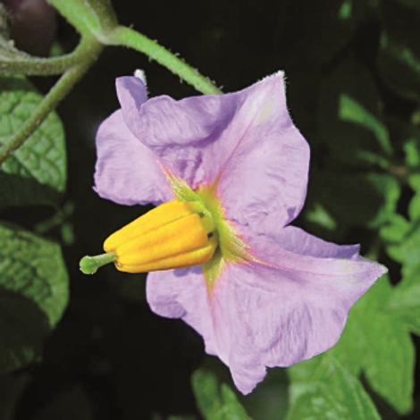 Good Bütow Dr. K. – H. Niehoff - Flower Variety Product