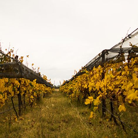 Canopus_Wine_Vineyard