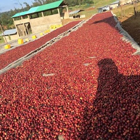 Kerchanshe Trading P.L.C. - Harvested Coffee Beans