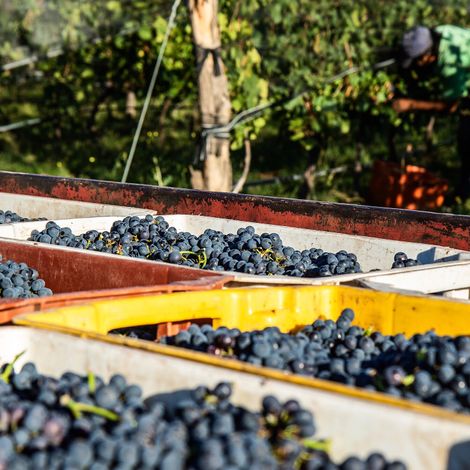 Canopus_Wine_Vineyard