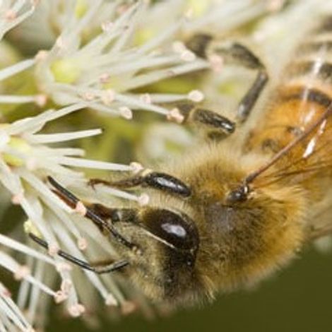 Hartnell & Associates Ltd. - Bee