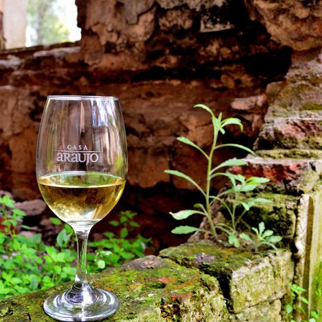 adaugo vineyard.jpeg