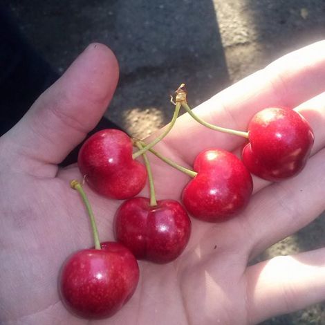 ZZ "Brka" Brčko - Product