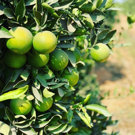 El Shrouk for food industries