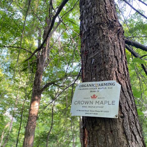 Crown Maple - Maple Tree
