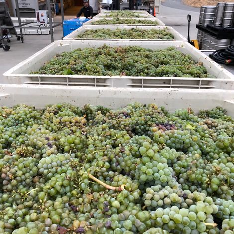 Coquerel Wines_Wines_Grapes