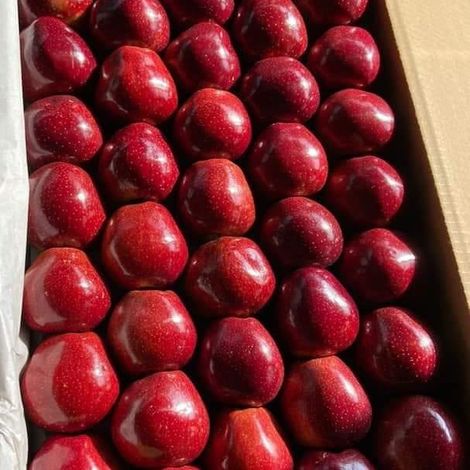 Fresh apple