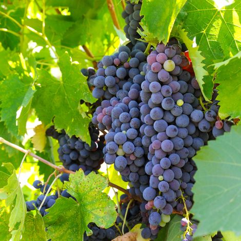 GRAPES