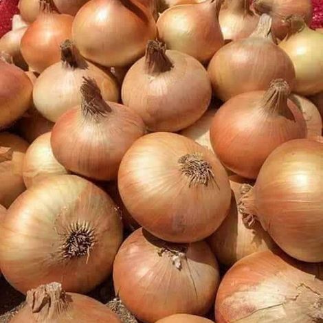 Onion