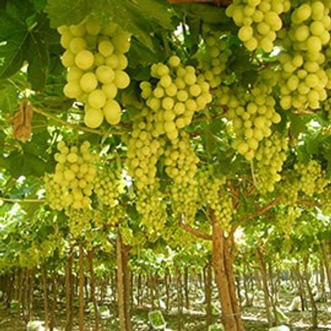 Egytree Company for Agriculture product